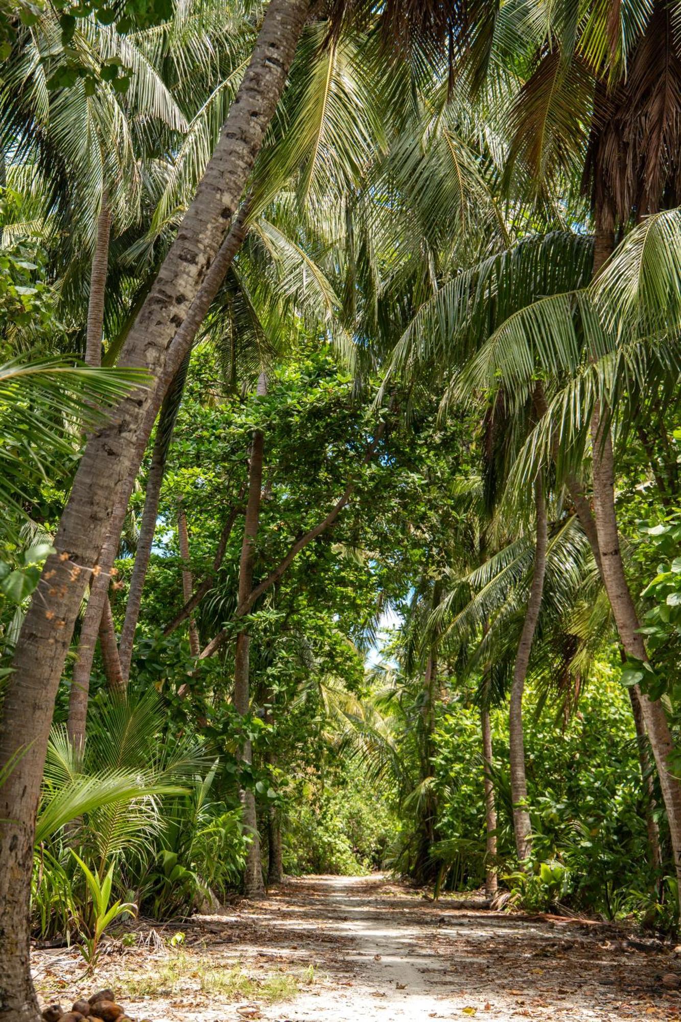 Tropical Tree Hotel Fehendhoo Exterior photo